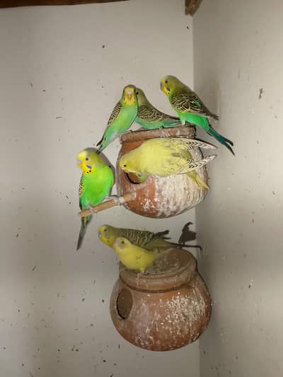urgent sale