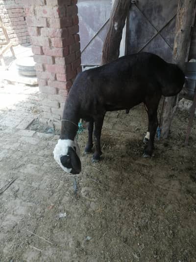 heavy wight dumba for sale  qubani