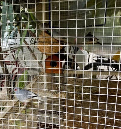 7 pairs miniature dove and 4  pair finches . with huge cage