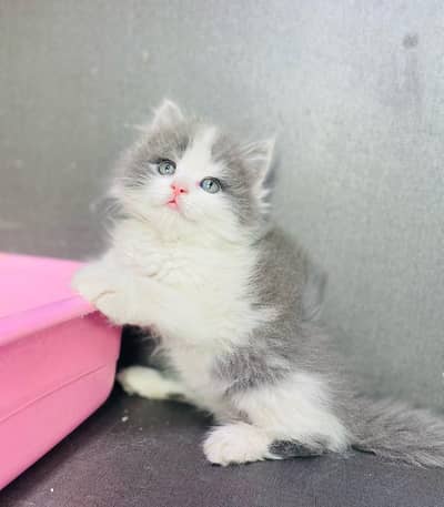 Persian cat triple cod for sale,my WhatsApp 03464644037
