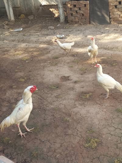 origional white hens, cock,their eggs. 2other hens availabl