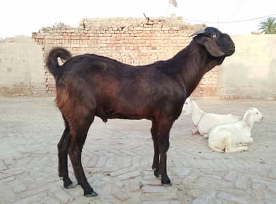 qurbani ke liye bakra