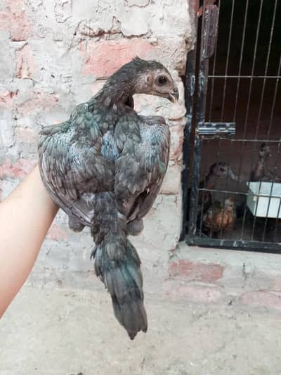 pure Thai dragon indian perrot beak dragon / murga / murgi / herra