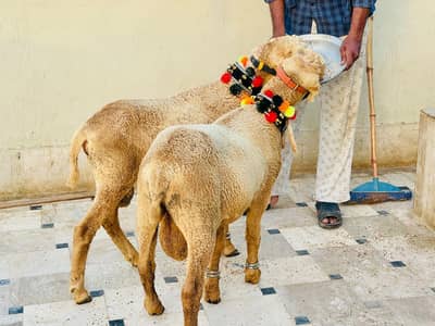 Brown Nukra jori  160k