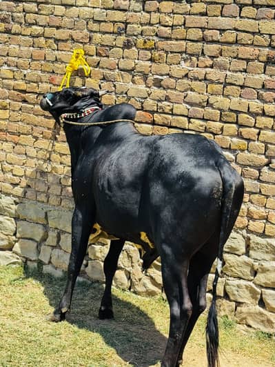 Mashallah Qurbani ky liya janwar black ki price 395 khazer o