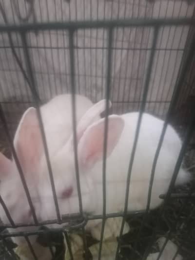 beautiful red eyes family trained rabbit