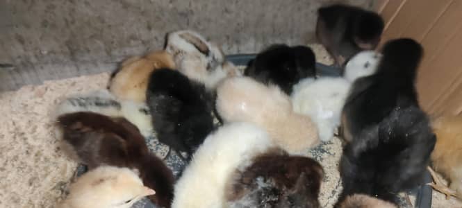 Golden misri A++ grade chicks alhamdulillah full active