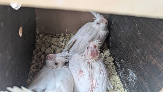 Eno cocktail chicks in red eyes