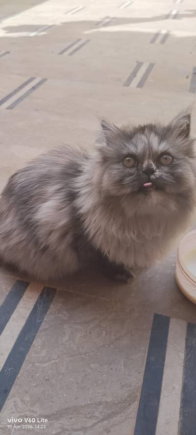 percian long hair cat