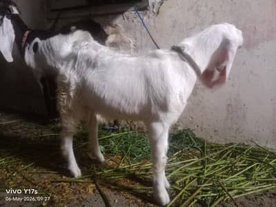 Bakri ha or 3 Bache Hain