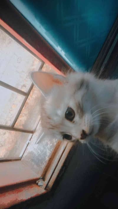 catssale 