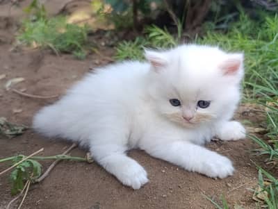 Persian triple coated kittens available (03049898165)