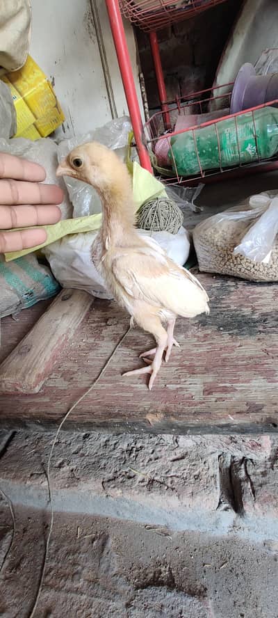 Heera Aseel Chicks