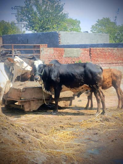 Dassi bachra Ghr ka plla hua