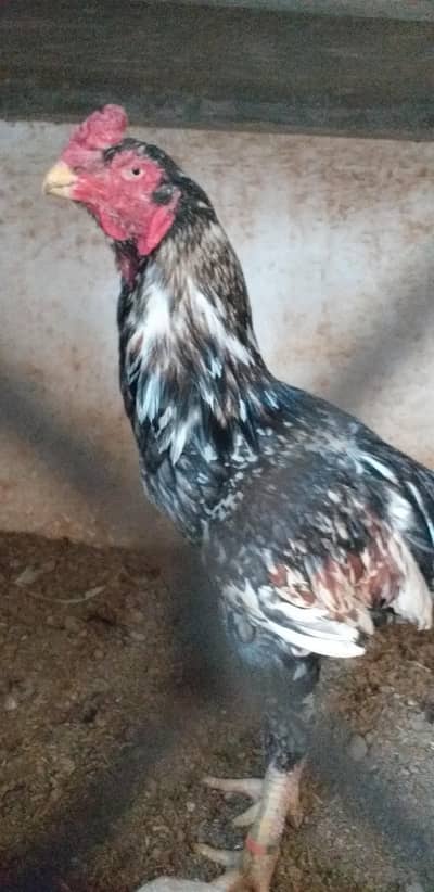 High quality bird 03175087917