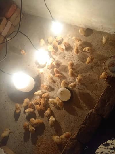Lohman Brown Chick / Golden misri chicks