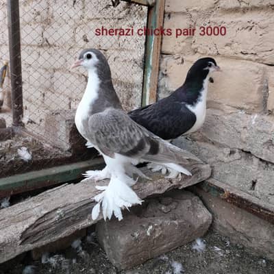 grey bar and black sherazi chicks pair