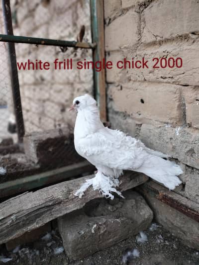 white frill back chick