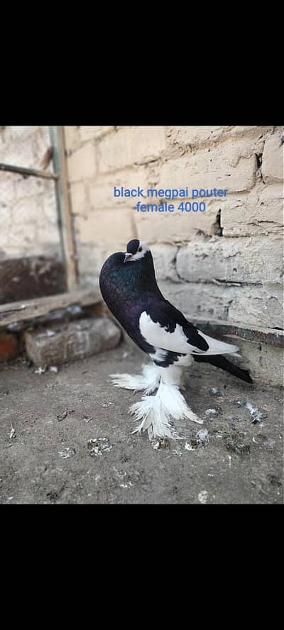 mukhi,black megpai, sherazi, frill back