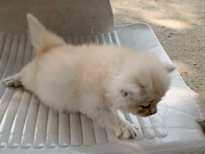 Persian pair kitten for sale