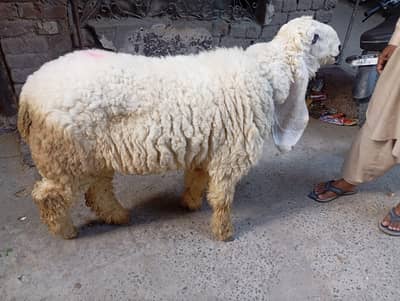 Ghr Ka pala hua Qurbani 2026