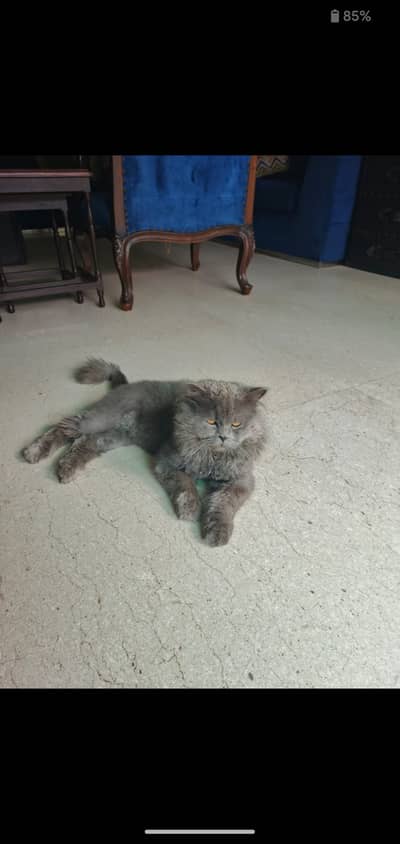 Cat for sale h