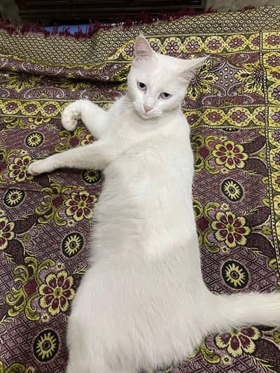 cute kitten available