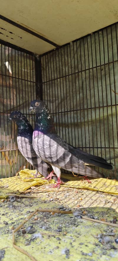 Chapra Jora