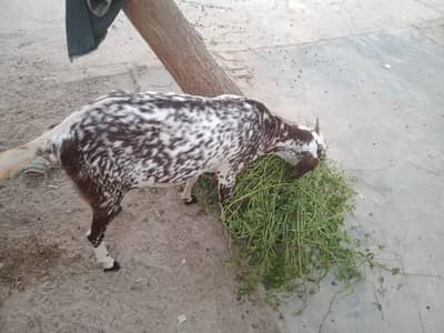 makkhi chini path argent for sale