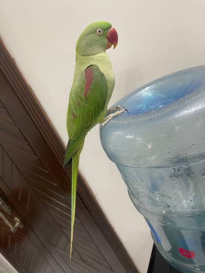 Kashmiri Jambo size Raw parrot