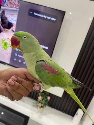 Kashmiri Jambo size Raw parrot