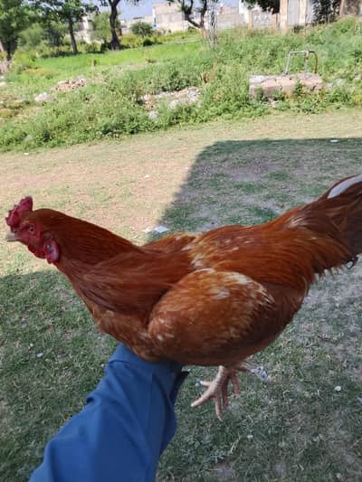 peela aseel pure mianwali