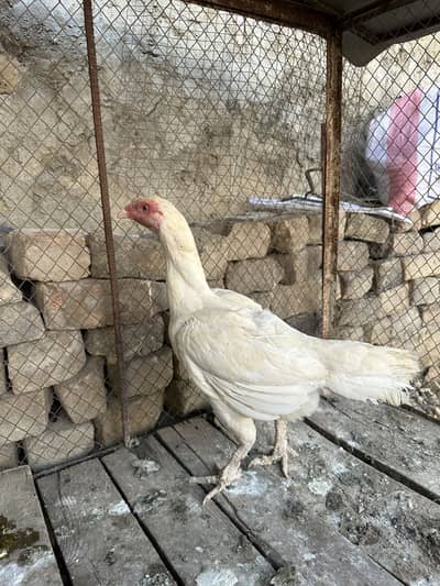 Paper white Heera female available