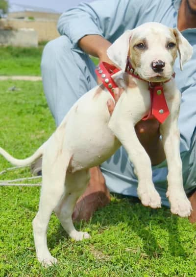 bully gultair female for sale age 2 month healthy and active