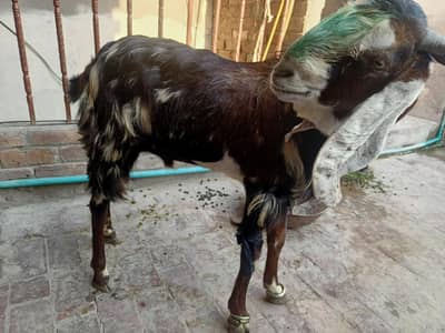 Urgent sale bakra