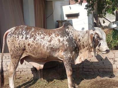 Beautiful Sahiwal Bull for Qurbani – Ghar Ka Palā Hua