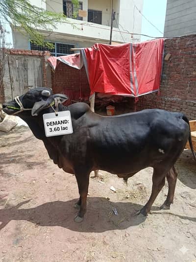 Sahiwal Bull || Bachra || donda wacha || Qurbani 2026 || bulls ||wacha