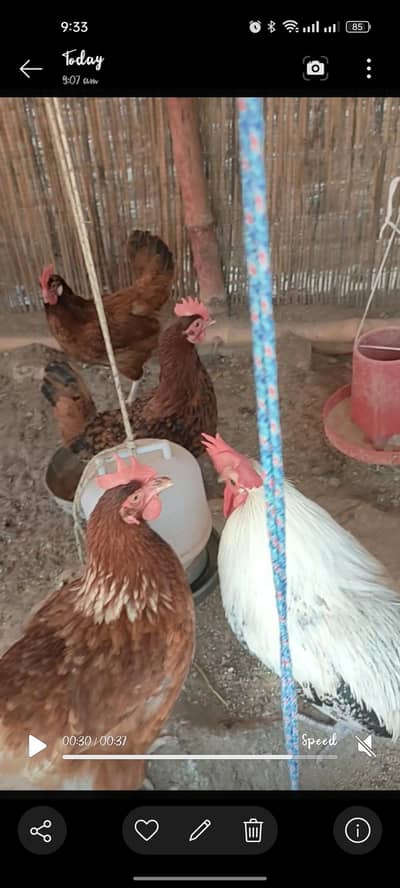 home breed murgia