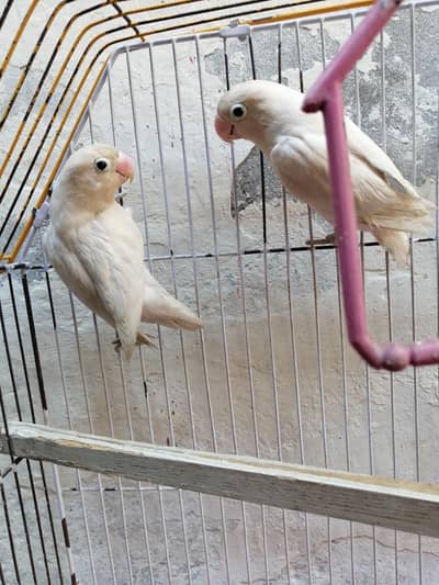 White Fisher active love birds breeder pair with cage