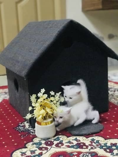 Long coated persain kitten