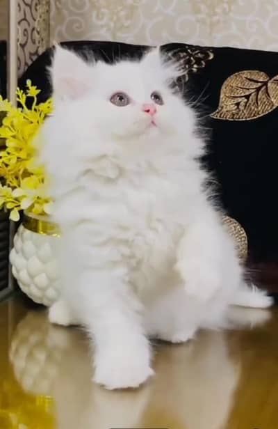 Persian cat triple cod for sale,my WhatsApp 03464644037