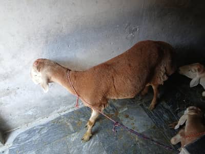 brown special dumba for sale
