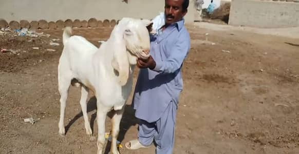 2 Dant Bakra Qurbani ke liye for sale _0370=4815728