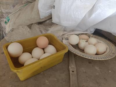 Desi and Aseel Eggs for sale
