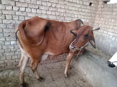 Cow with calf for sale