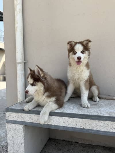 siberian husky long coat