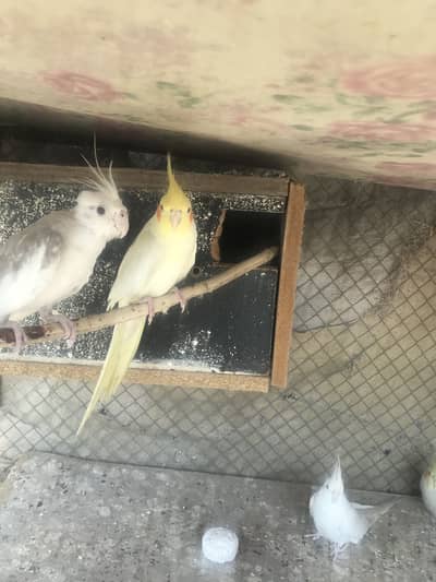 Cocktail pairs for sale ha exchange possible ha rang nick ke sat