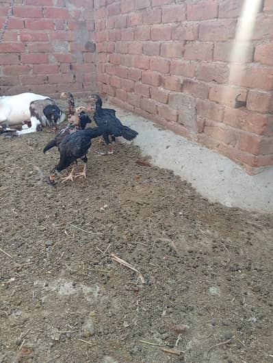 Pure aseel 6 chicks