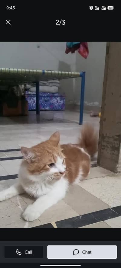 Persian cat