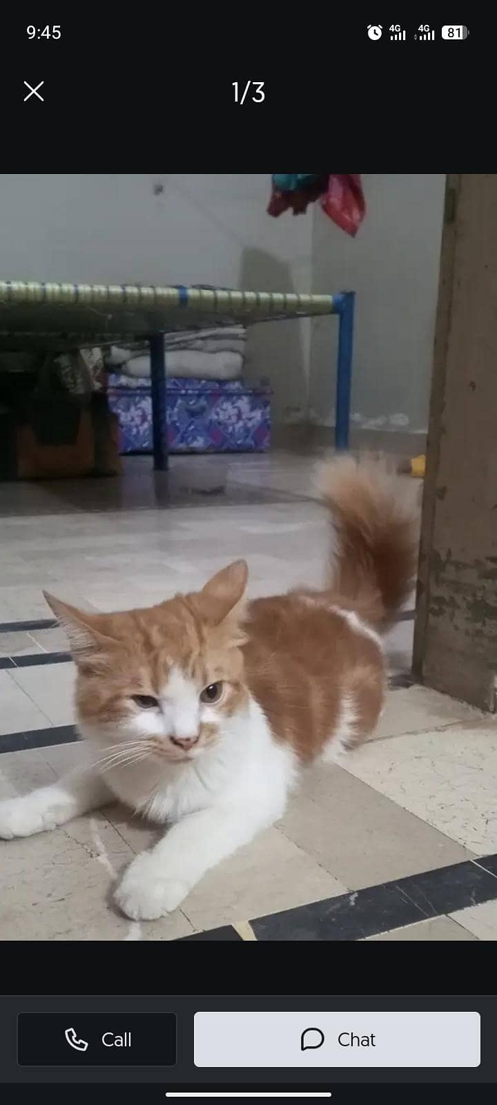Persian cat 1